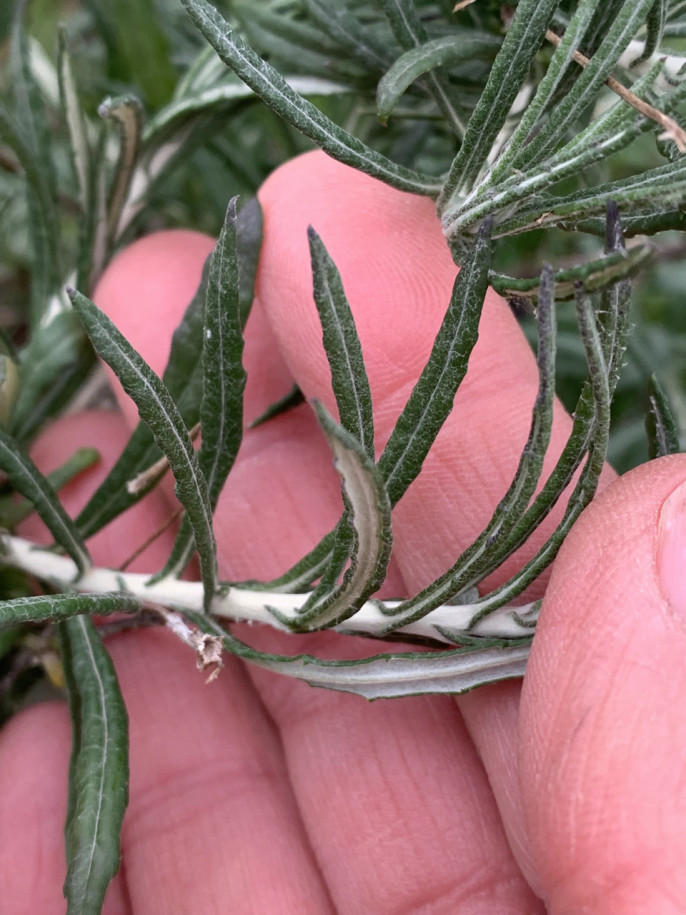 Phaghalon calycinum spathulatum.jpg