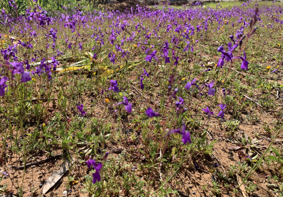 Linaria bipartita.jpg