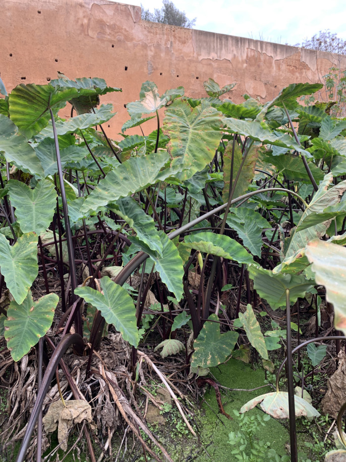 Colocasia esculenta Taro.jpg