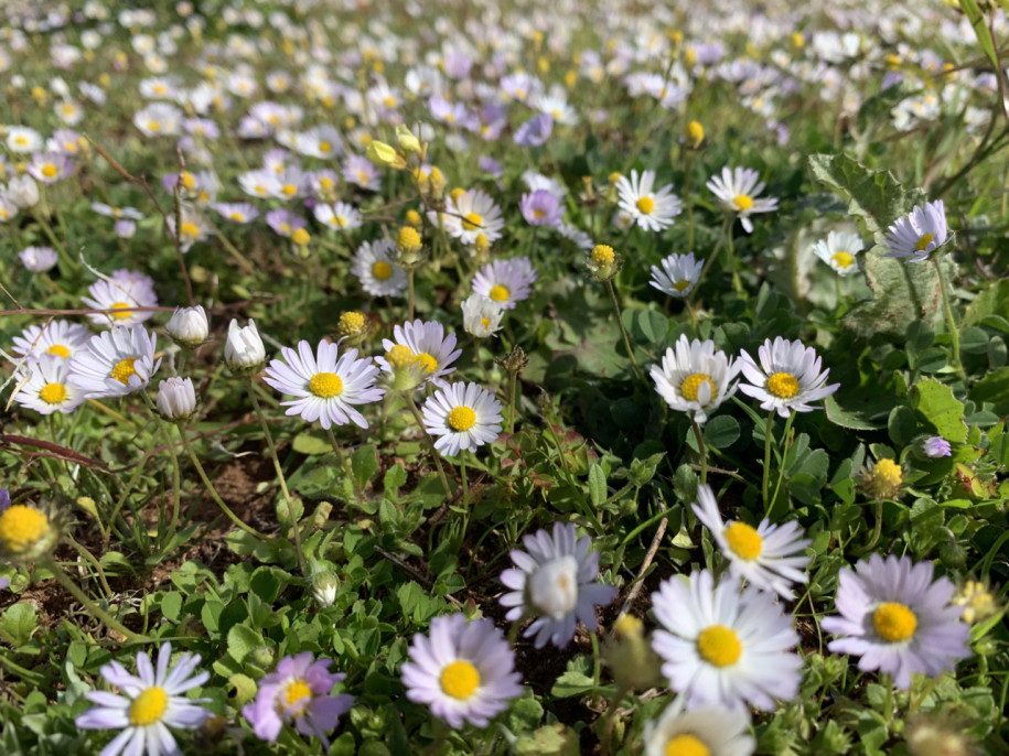 Bellis annua (1).jpg