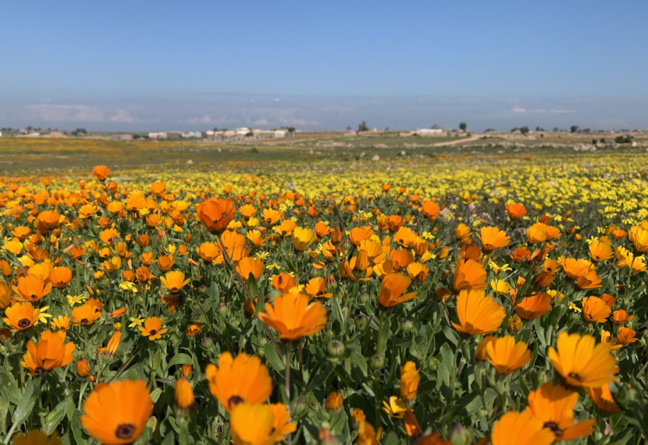 Calendula et Senecio.jpg