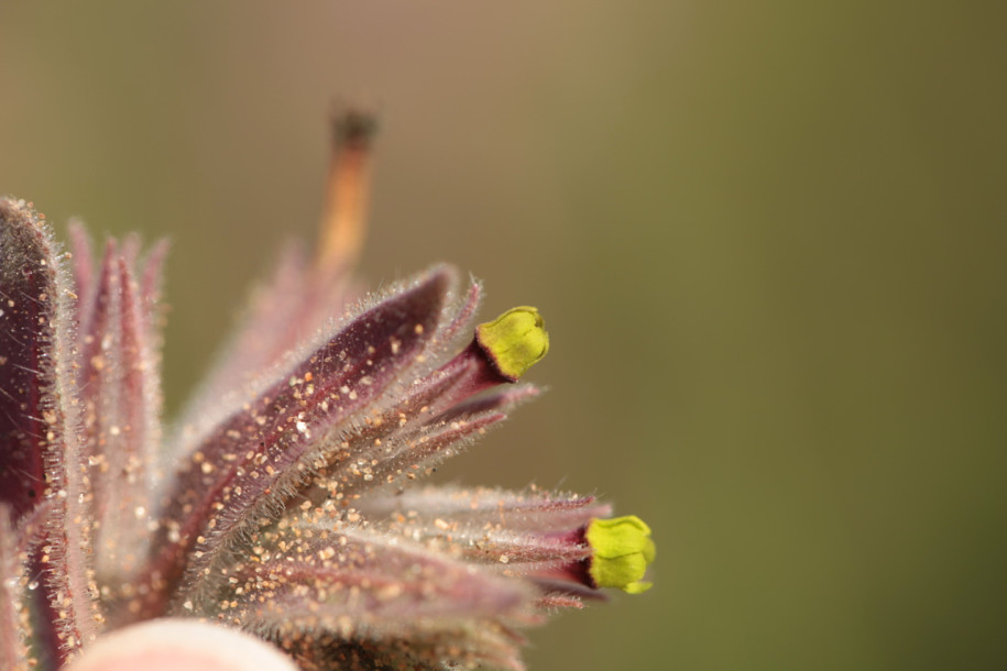 Nonea calycina3.jpg