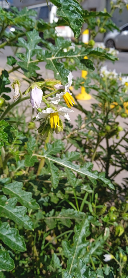 Solanum sisymbriifolium - Solanaceae