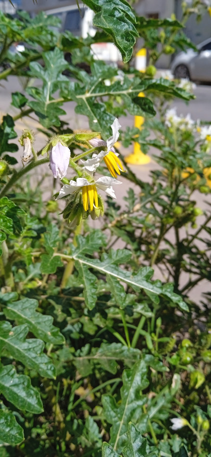 Solanum sisymbriifolium - Solanaceae