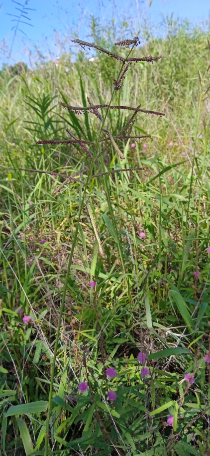 Paspalum paniculatum - Poaceae