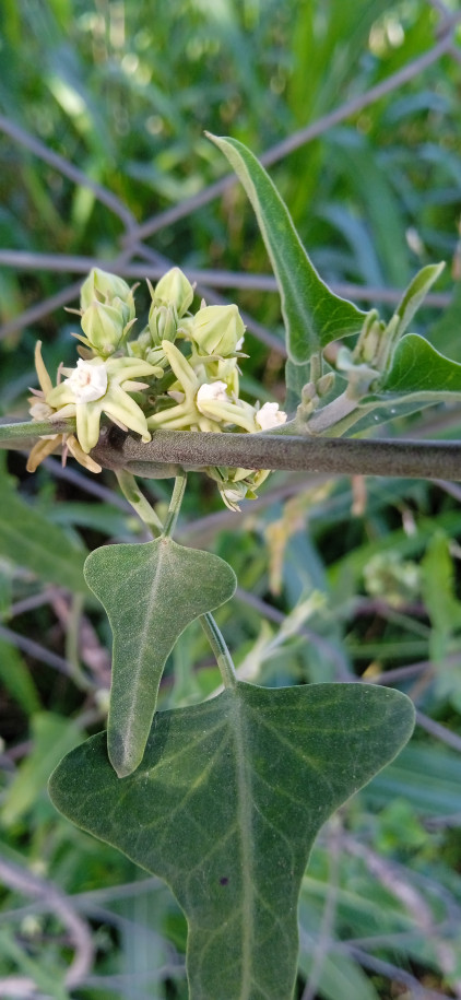 Morrenia brachystephana - Apocynaceae