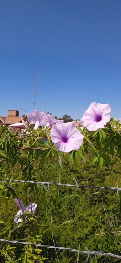 Ipomoea cairica - Convolvulaceae