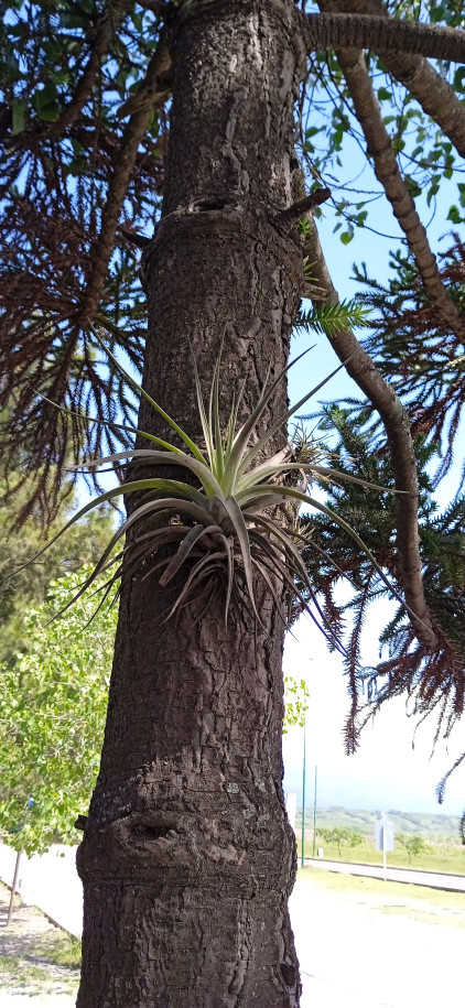 Tillandsia sp. - Bromeliaceae