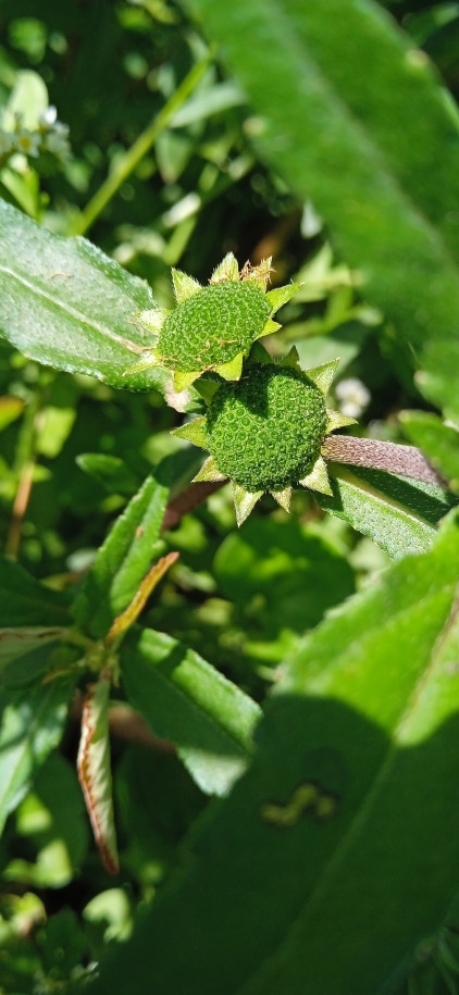 Eclipta prostrata - Asteraceae