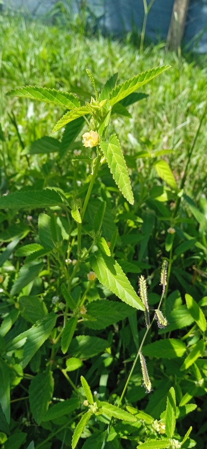 Sida acuta - Malvaceae