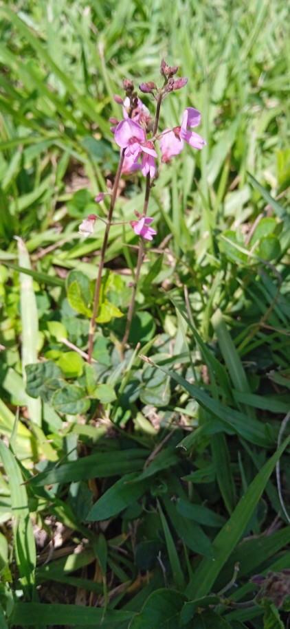 Desmodium incanum - Fabaceae