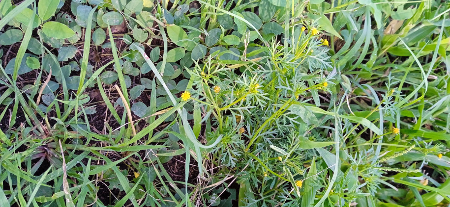 Desmodium incanum - Fabaceae