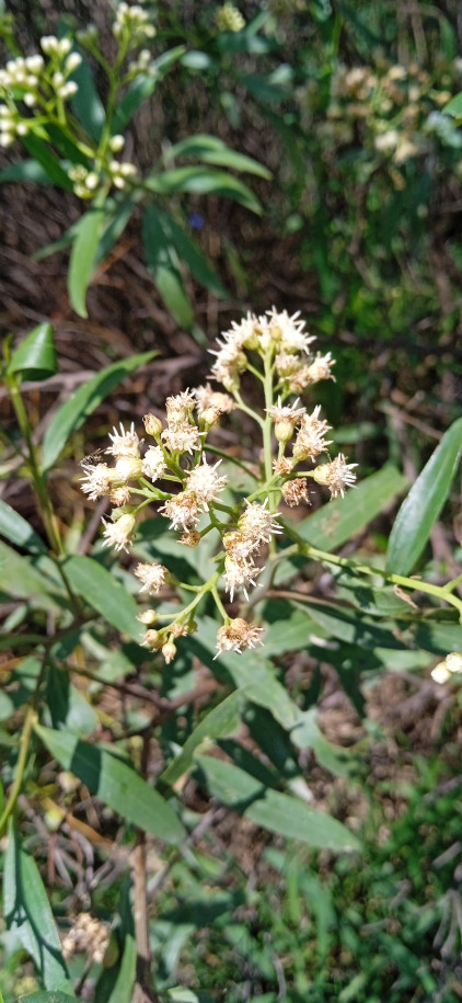 Baccharis sp. - Asteraceae