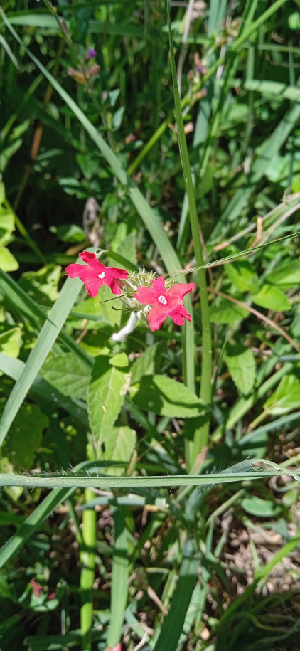 Glandularia peruviana - Verbenaceae