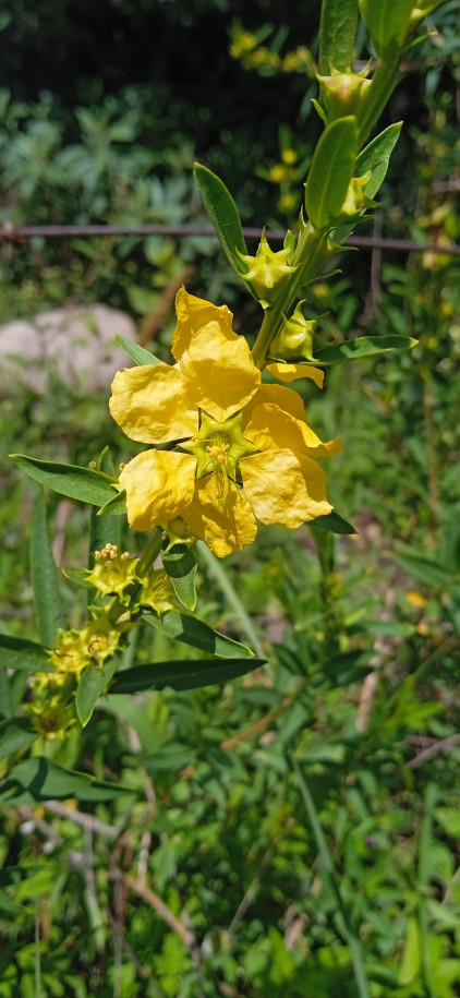 Heimia salicifolia - Lythraceae