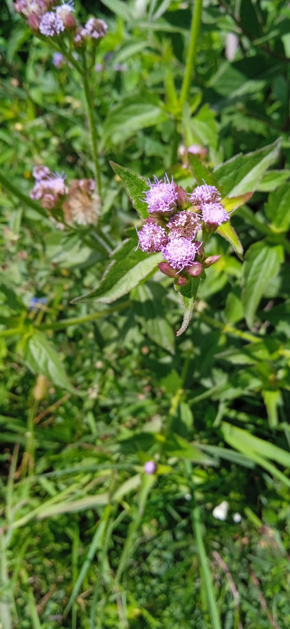 Conoclinium coelestinum - Asteraceae