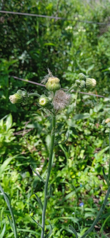 Conyza primulifolia - Asteraceae