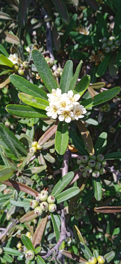 Pyracantha koidzumii - Rosaceae
