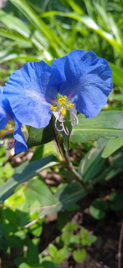 Commelina erecta - Commelinaceae