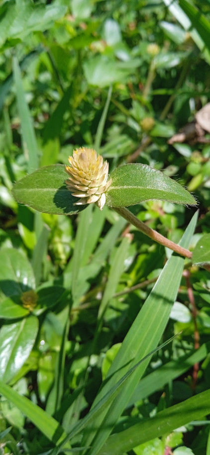 Gomphrena celosioides - Amatanthaceae