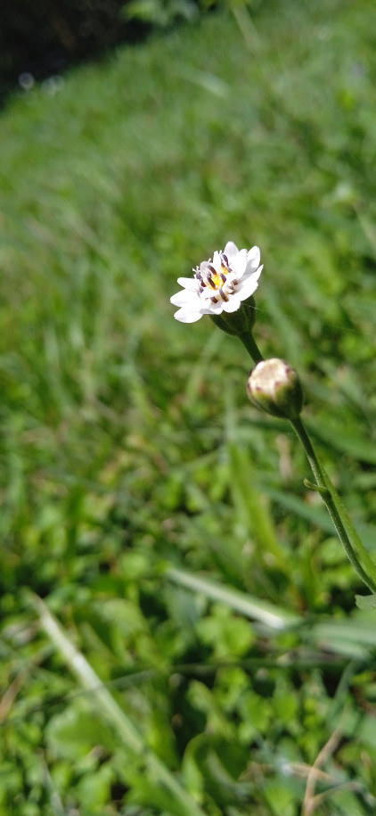 Holocheilus hieracioides - Asteraceae