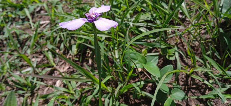 Hebertia lahue - Iridaceae