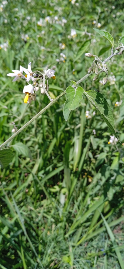 Solanum aloysiifolium - Solanaceae
