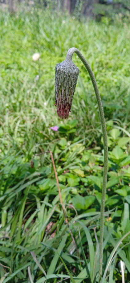 Chaptalia nutans - Asteraceae