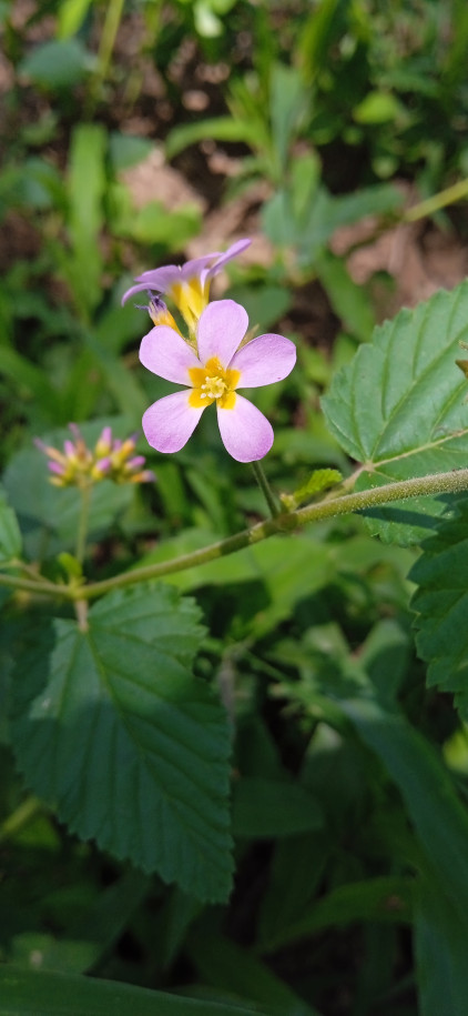 Melochia pyramidata - Malvaceae