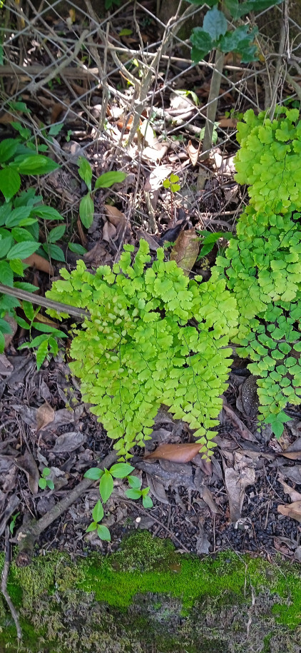 Adiantum raddianum - Adiantaceae