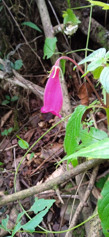 Seemannia gymnostoma - Gesneriaceae