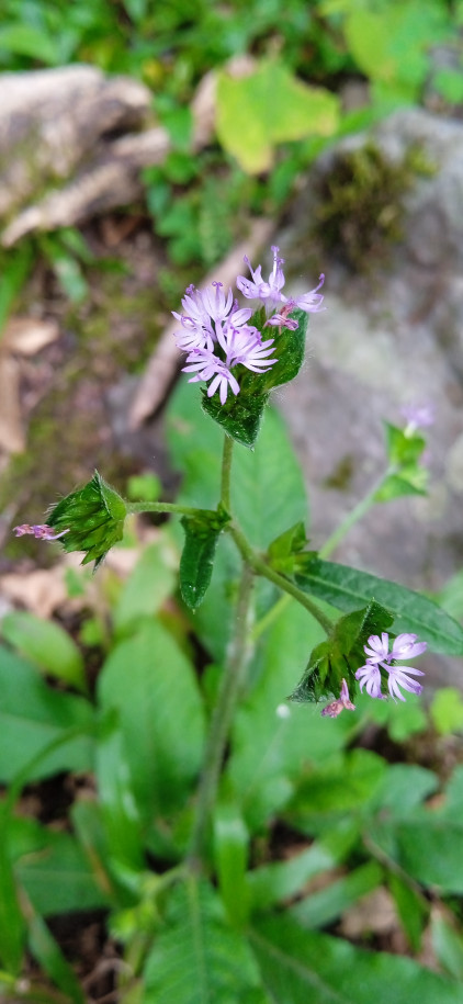 Elephanthopus mollis - Asteraceae