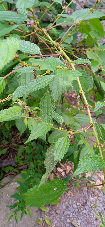 Phenax laevigatus - Urticaceae