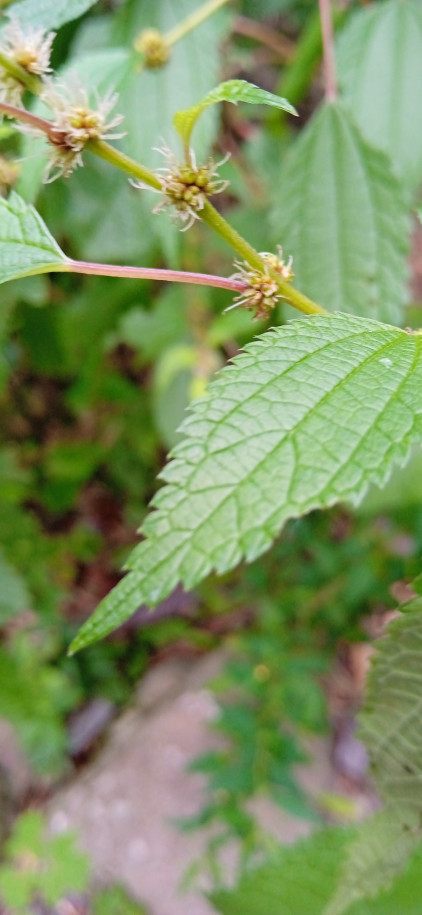 Phenax laevigatus - Urticaceae