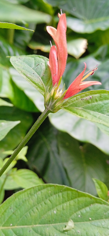 Dicliptera squarrosa - Acanthaceae
