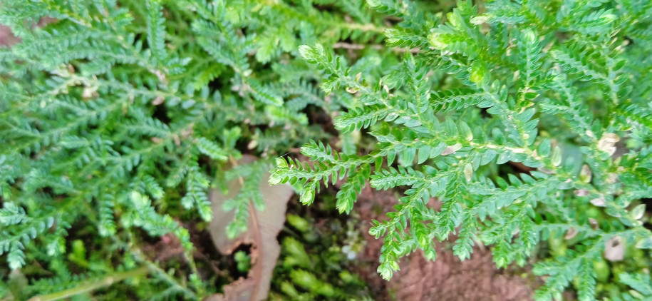 Selaginella sulcata - Sellaginellaceae