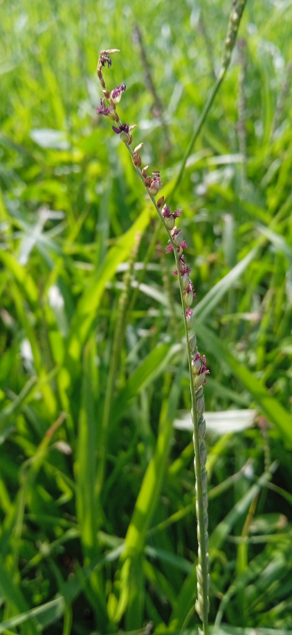 Paspalum unispicatum - Poaceae
