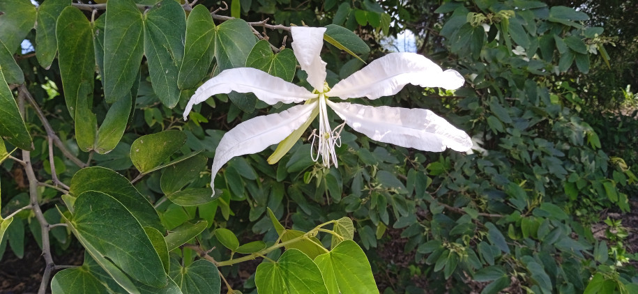 Bauhinia forficata - fabaceae