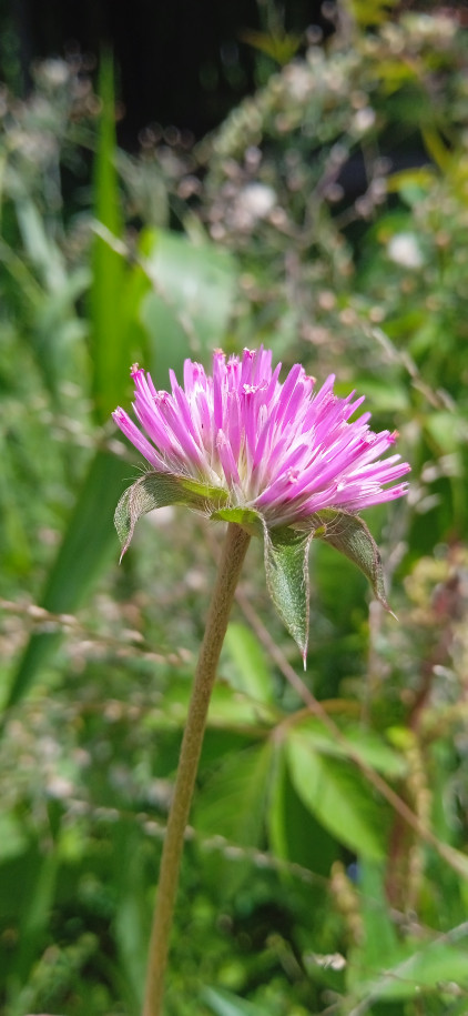 Gomphrena globosa - Amaranthaceae