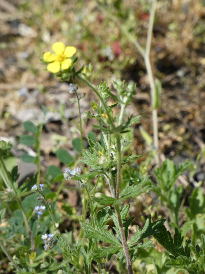 Potentilla 31 mai23 (2).jpg