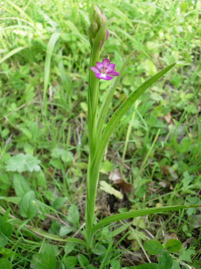 anacamptis%20x06%20r.jpg