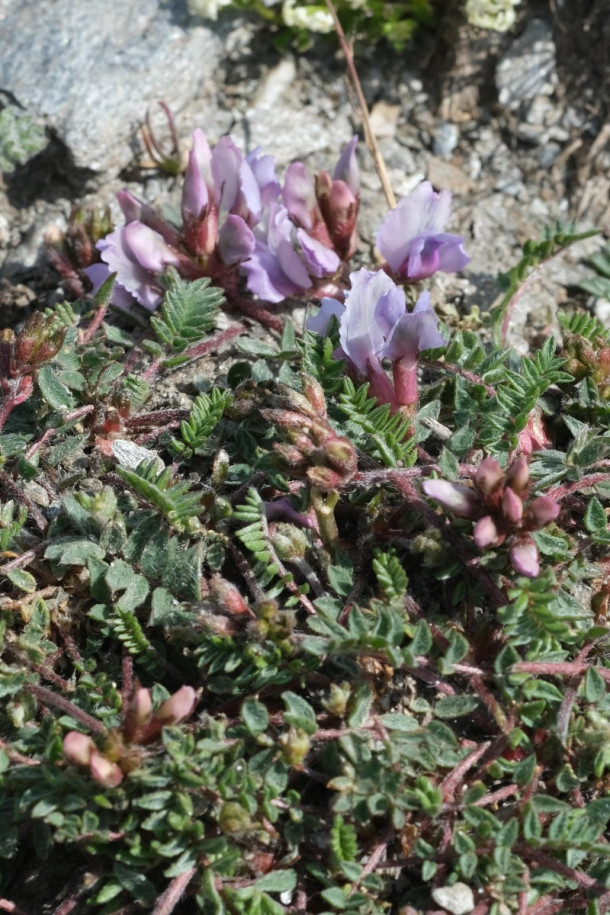 DSCF5858_Oxytropis_helvetica.jpg