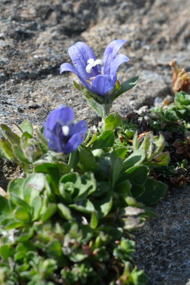 DSCF5878_Campanula_cenisia.jpg