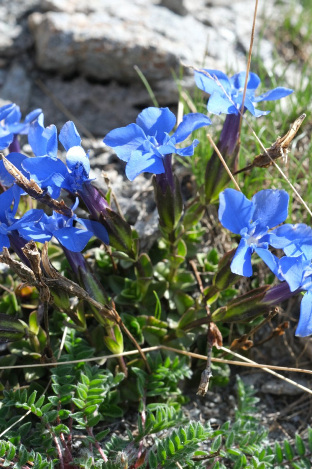 DSCF5887_Gentiana_orbicularis.jpg