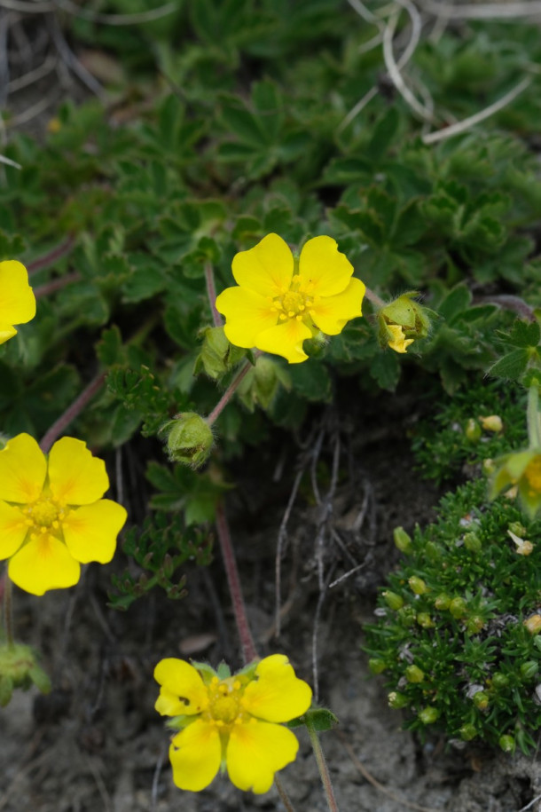 DSCF5906_Potentilla_crantzii.jpg