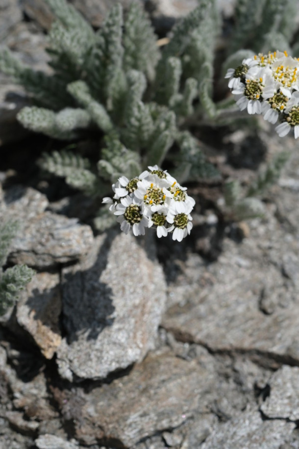 DSCF5923_Achillea_nana.jpg