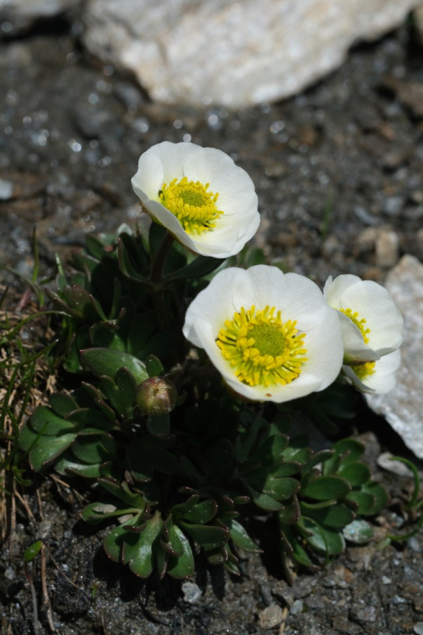 DSCF5954_Ranunculus_glacialis.jpg