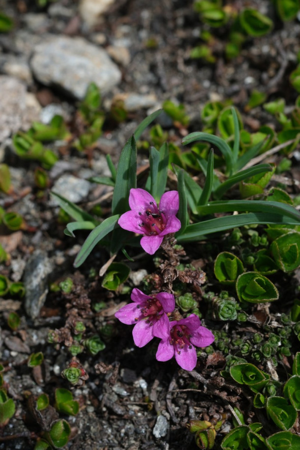 DSCF5961_Saxifraga_oppositifolia.jpg