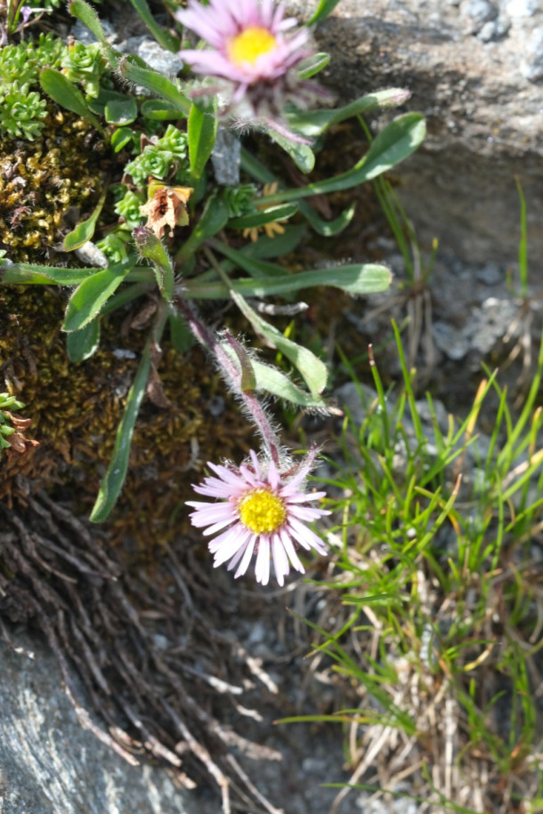 DSCF5964_Erigeron_uniflorus.jpg