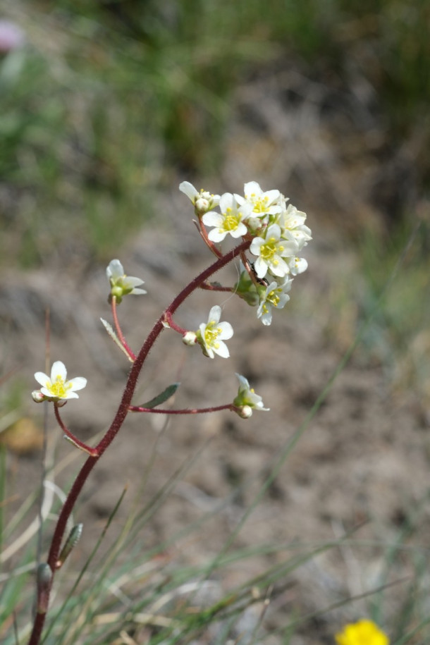 DSCF5991_Saxifraga_paniculata.jpg